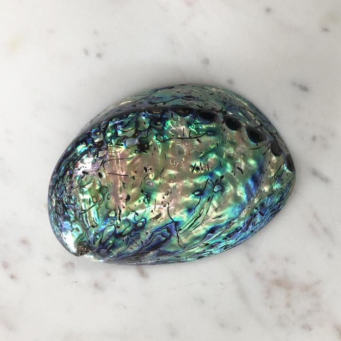 Abalone Shell - Polished