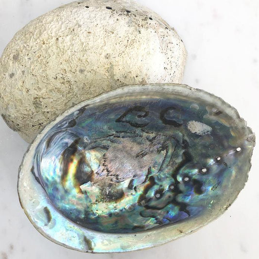 Abalone Shell - Natural